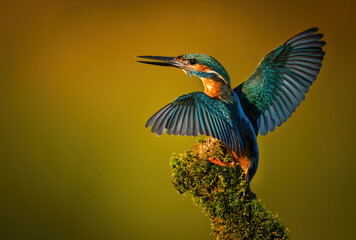 European Kingfisher ( Alcedo atthis ) close up