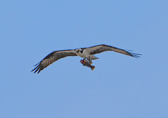 osprey in flight with caught fish