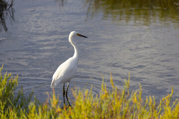 Egret Standing Gracefully by the Water in a Peaceful Marshland