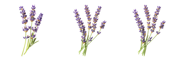 Naklejka premium Set of A delicate bundle of lavender flowers laid out on a pristine isolated on transparent background