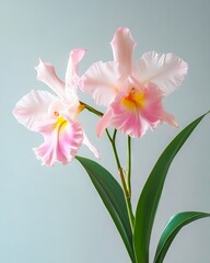 Naklejka premium A pink and white flower with green leaves on a blue background