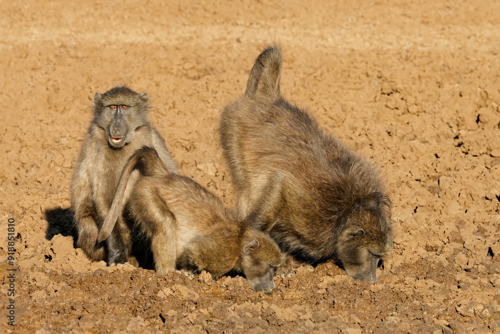 Wall mural Chacma baboons (Papio ursinus) in natural habitat, Mokala National Park, South Africa.