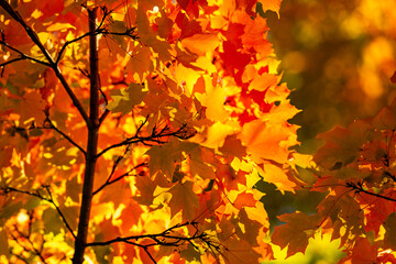 Beautiful autumn landscape. Autumn foliage.Falling maple leaf seasons. Maple leaves yellow, orange, red. Autumn leaves of maple trees. Autumn fall leaves in sunlight. Natural fall background.