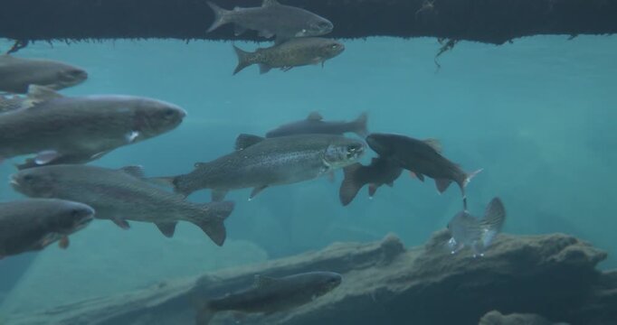 view of trout under the water