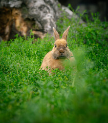 Rabbit Statue