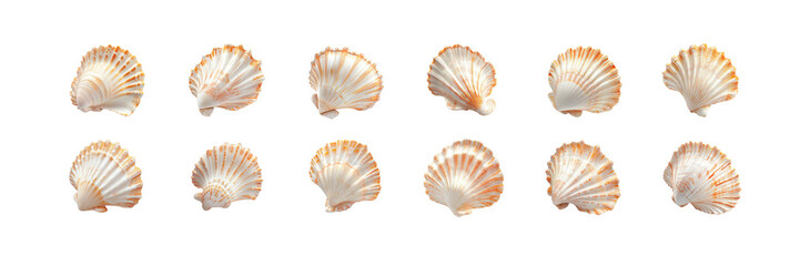 Obraz premium Set of An arrangement of various seashells of different shapes and sizes scattered isolated on transparent background
