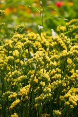 Limonium bonduellei in the garden