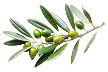 Branch of an olive tree has leaves isolated on a transparent background.