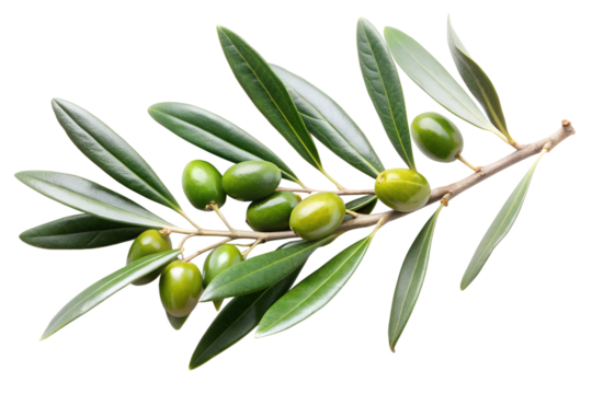 Branch of an olive tree has leaves isolated on a transparent background.