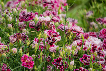 Obraz premium carnation flowers in the garden
