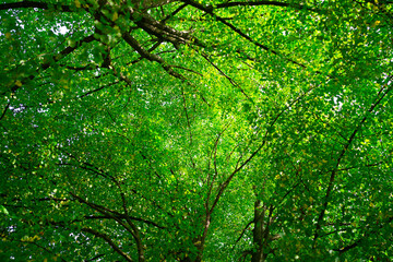 Fototapeta premium Green nature background. Summer spring background. Blurred green leaves background. Tree branch bokeh background. Leaf backdrop.