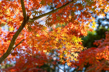 日本の秋の風景　紅葉