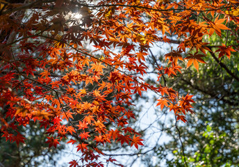 日本の秋の風景　紅葉