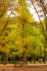 Naklejka premium 日本の秋の風景 紅葉