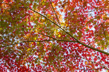 日本の秋の風景　紅葉