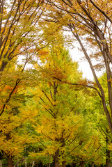 日本の秋の風景　紅葉