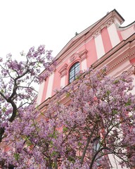 Fototapeta premium a tree with purple flowers in front of a building