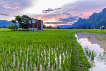 Beautiful  rice field in the countryside of Laos PDR.