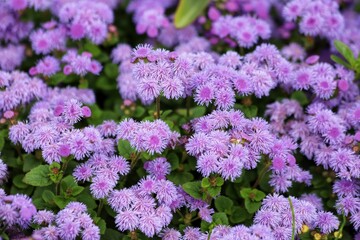 Obraz premium Ageratum houstanianum. Purple flowers of flossflower, bluemink, blueweed.