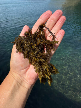 Bunch of seaweed algae in hand