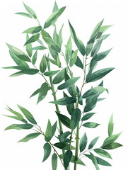 Fototapeta premium green leaves isolated on white