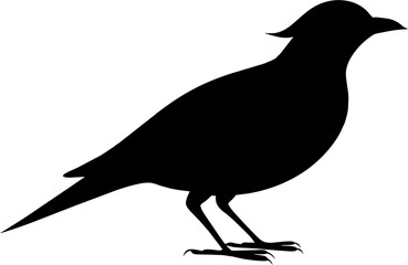 Common blackbird bird isolated over white background.