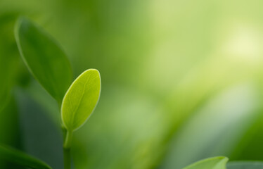 Closeup beautiful view of nature green leaf on greenery blurred background with sunlight and copy space. It is use for natural ecology summer background and fresh wallpaper concept.