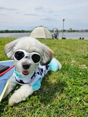 サングラスをかけたワンワン
