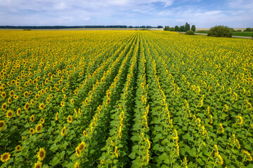 field sunflowers clouds aerial view