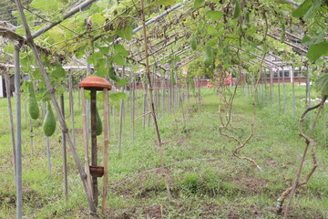 Bottle gourd on farm for sell
