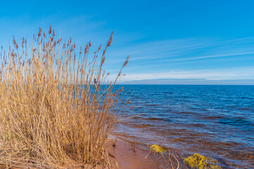 Landscape with sandy shore and dry reeds near Lake Ladoga. Karelia, Russia. © Kristina Maikova