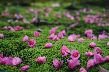 苔むした地面に落ちるピンクの椿