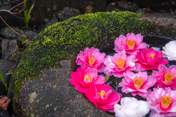 つくばいに敷き詰められた椿の花