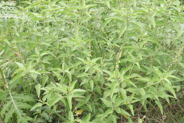 croton bonplandianum plant on jungle © CMYK MAKER