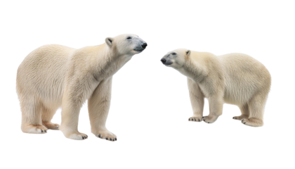 Two polar bears engaging in communication, showcasing their white fur and distinct features in a natural Arctic setting.