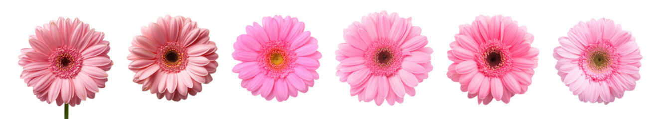 A beautiful arrangement of pink gerbera daisies, symbolizing joy and beauty. Perfect for any floral design or greeting.