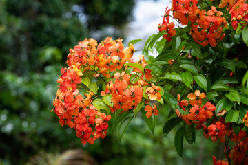 Bauhinia Kockiana