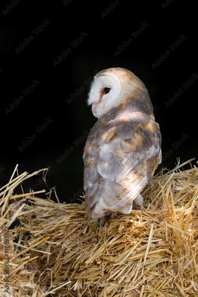 Poster A close up portrait of a barn owl, tyto alba. It is perched on straw bales and is looking to the side. It has a dark background with space for copy text