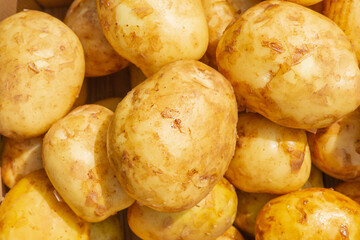 Young clean potatoes in sunlight as a background