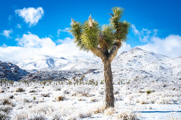 Snow-Covered Joshua Tree National Park