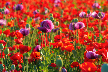 Fototapeta premium Red corn poppies growing as weed in cultivated Opium poppy (Papaver somniferum) field