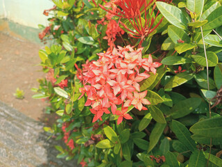 Ashoka is a beautiful flower with various colors. The meaning of Ashoka is freedom from sorrow or...