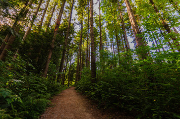 Walking trail through a thick pine tree forest