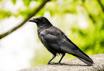 Portrait of a crow. Bird with black plumage close-up.

