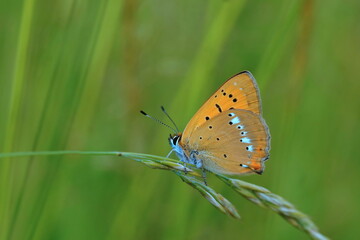 A Butterfly scarce copper sitting on grass blade. (Lycaena virgaureae)