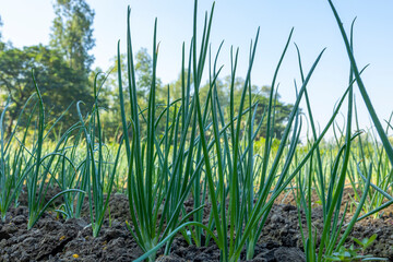 Obraz premium Beautiful Image of growing organic green onion in the vegetable garden