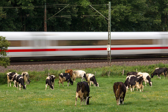 Hochgeschwindigkeitszug neben Kuhwiese bei Hamburg
High Speed Train next to cow meadow nearby Hamburg