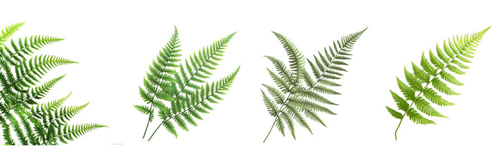 Naklejka premium Fern Leaf Fronds isolated on transparent png background