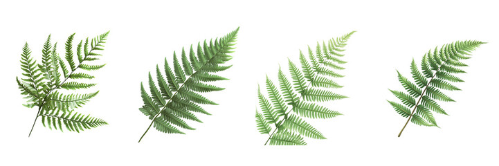 Fern Leaf Fronds isolated on transparent png background