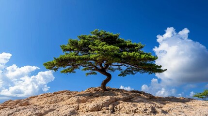 Ancient cedar of Lebanon, biblical tree, wide spread